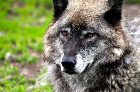 Update On Western Gray Wolves Wildlife Management Institute