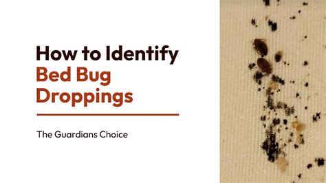 12 Simple Ways To Identify Bed Bug Droppings How To Identify Bed Bug