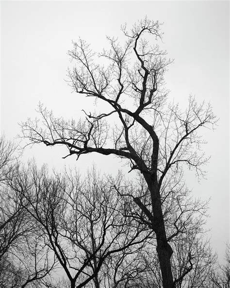 Tall Tree Silhouette Photograph By Michael Fields Pixels