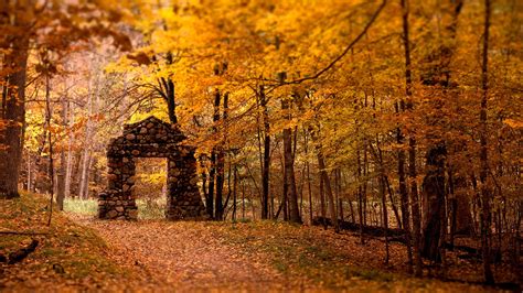 Fall Forest Wallpapers Hd Desktop And Mobile Backgrounds