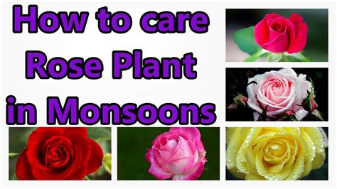 How To Care Rose Plant In Monsoonscare Of Rose Plant In Monsoonsv18