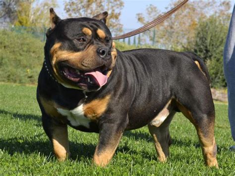 My weekend visiting one of the top pocket american bully kennels article originally by tiffany leipzig of bully king magazine on medium in our last article on extreme bully: The Tri Color American Bully: Why it has an Uncommon Three ...