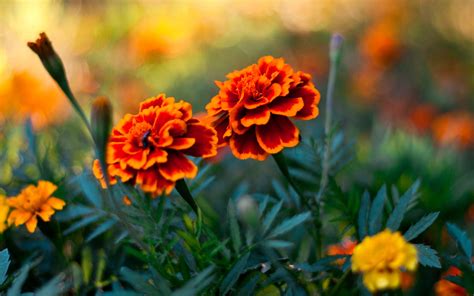 Download Flower Nature Marigold Hd Wallpaper By Iulian Dumitrescu