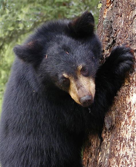 Black Bear Holding Tree Bear Cub Climbing Cub Wildlife Animal