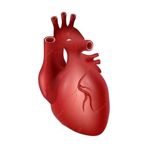 Premium Vector Heart Of Human Cardiovascular System Realistic Design