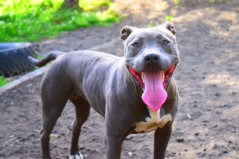Nu are talie inalta si a infratit bine fata de soiurile romanesti. Love-A-Bull: Rescue Organization Saving Texas Pit Bulls ...