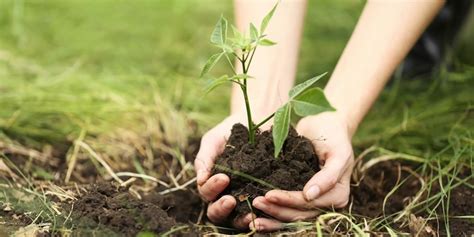 20 Reasons Why We Should Plant Trees Greentumble