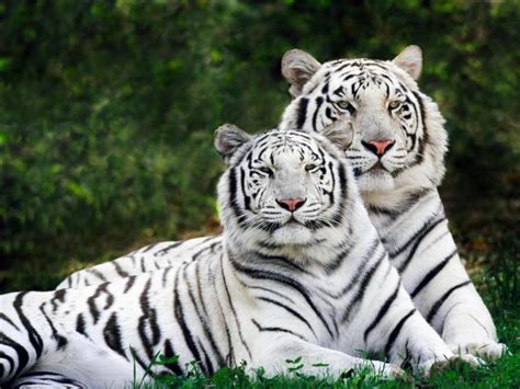Bengal Tiger Or Royal Bengal Tiger Primarily Found In India
