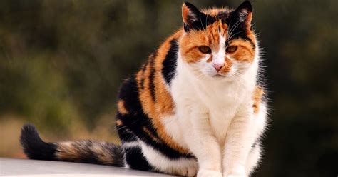 Calico Cat Facts General Knowledge