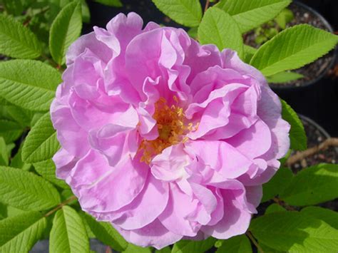 Rose Therese Bugnet Høyde 20 Cm Rosa Plantasjen