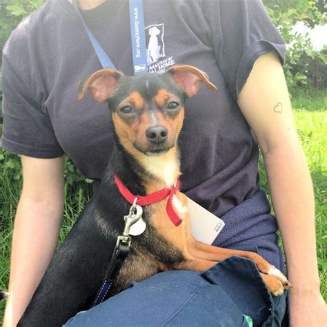 Denzil 1 Year Old Male Miniature Pinscher Cross Dog For Adoption
