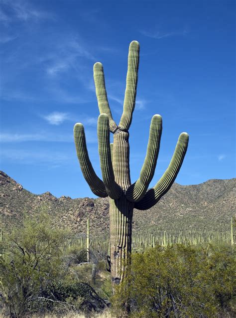 Free Images Landscape Cactus Field Desert Flower Dry Scenic