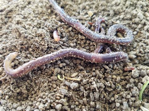 35 Organically Raised Live Red Wiggler Worms Composting Worms Starting