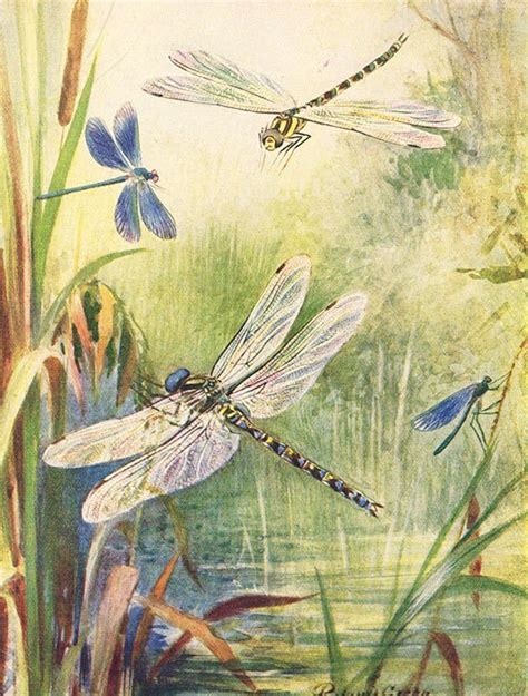 Antique Art Print 1950 Dragon Fly Dragonfly Catching Insects Art