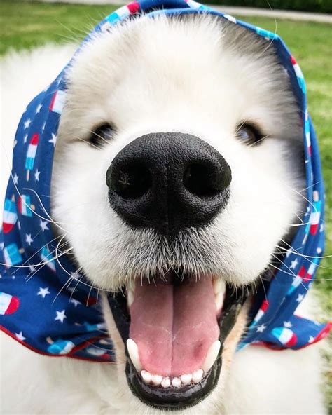 Boop My Nose ®️ On Instagram “booop 👆 📷 Boomerthelandcloud 🐶 Samoyed Boopmynose •” Cute