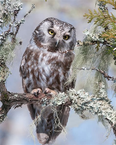 Boreal Owl Minnesota Breeding Bird Atlas