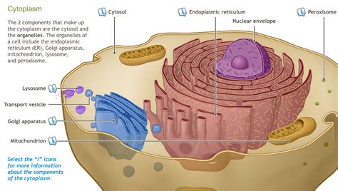 Understanding Cell Biology-A.D.A.M. OnDemand