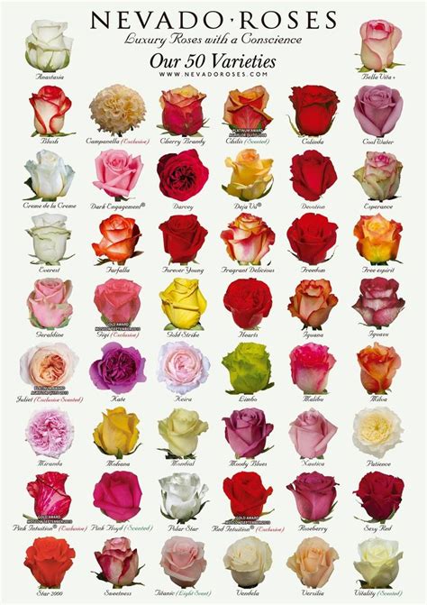 Pin By Georgia Wallace On Flowers Index Types Of Roses Flowers