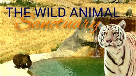 Visiting The Largest Carnivore Animal Sanctuary In The World The Wild