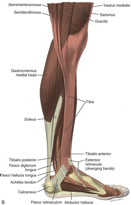 Muscle anatomy guide 12 photos of the muscle anatomy guide anatomy physiology muscle study guide, cat muscle anatomy study guide, human muscle anatomy study guide, muscle anatomy guide, muscle anatomy study guide, human muscles, anatomy physiology muscle study guide, cat muscle anatomy study guide, human. Ankle, Foot, and Lower Leg Ultrasound | Radiology Key