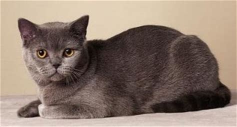 Depending on the breeder, type, and heritage. The British Shorthair Cat Breed