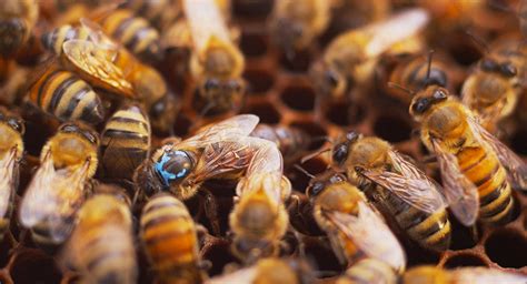 Queen Bees Olivarez Honey Bees Inc
