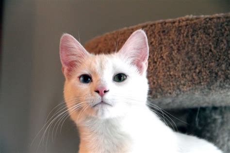 According to another study that was done at louisiana state university, you're more likely to find deafness in certain breeds that have the w gene in their. White Cat Different Colored Eyes Free Stock Photo - Public ...