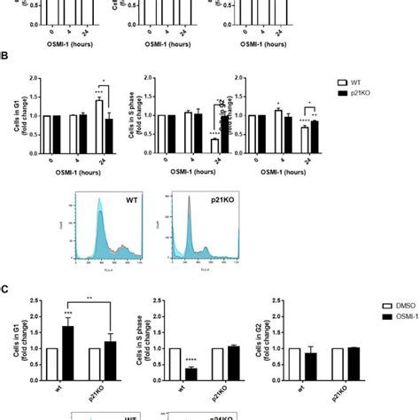 Ogt Inhibition Induces Cell Cycle Arrest Through P21 In A Download