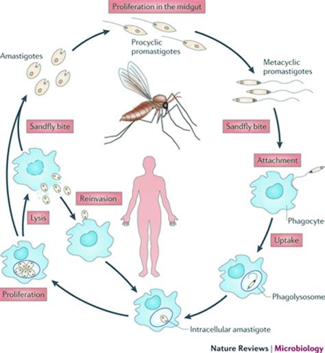Leishmania Donovani Life Cycle The Sandfly Top And Mammalian Stage Download Scientific