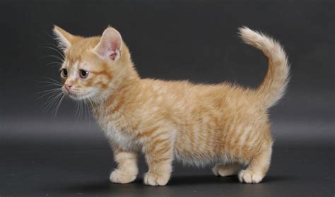 Munchkin Cat For Adoption