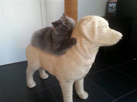 Dog Shaped Scratching Post Lets Cats Have Their Sweet