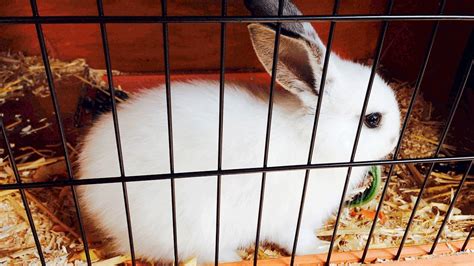 10 Best Indoor Rabbit Cages Of 2023 Reviews And Top Picks Pet Keen