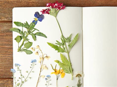 It's best to pick flowers in late morning or early evening when flowers are dry and dew has evaporated. How to press flowers - Saga