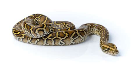Burmese Python Animal Facts Python Bivittatus Az Animals