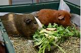 Can Guinea Pigs Eat Carrots Photos