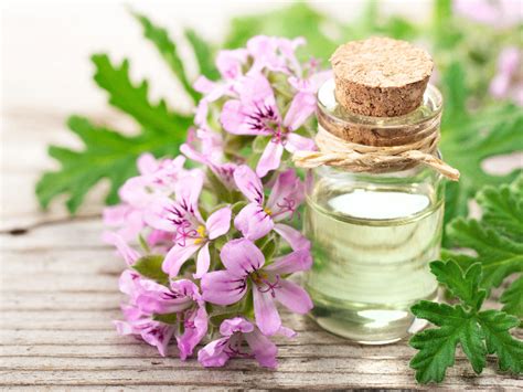 Rose Geranium Oil Benefits Uses Side Effects Organic Facts