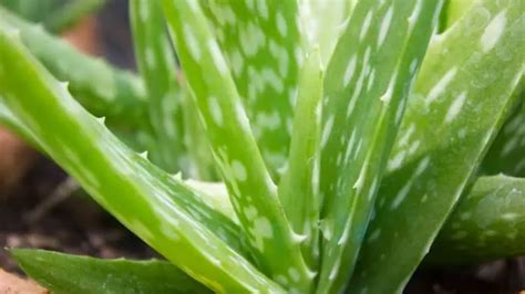 How To Get Rid Of White Spots On Aloe Plants Gardening Dream