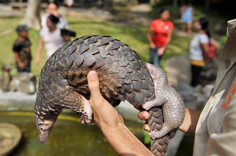 Sciency Thoughts Malayan Pangolin Classified As Critically Endangered