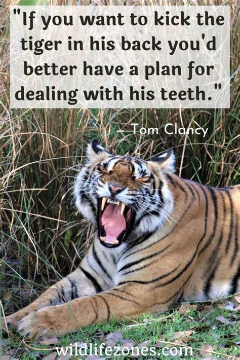 55 best tiger quotes on strength and magnificence wildlifezones
