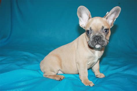 Top keywords % of search traffic. French bulldog puppies Los Angeles CA For Sale | French ...