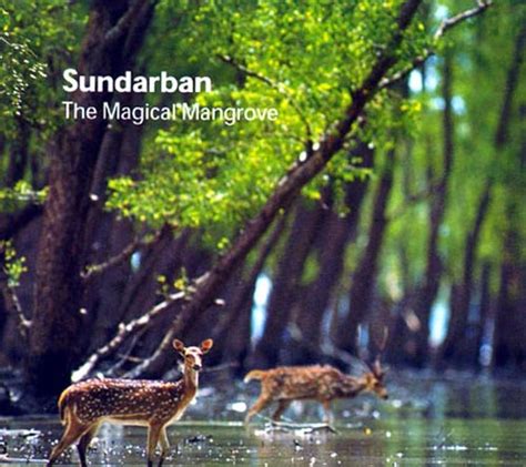 The World Natural Forest Of Sundarban The Almighty Creator By