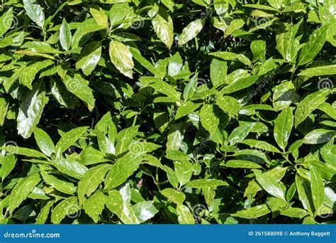 Spotted Laurel Shrub Stock Photo Image Of Nature Perennial 261588098