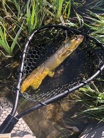 Our fly fishing guides fish these waters day in and day out and have intimate knowledge of the green river river in. Old Moe Guide Service (Dutch John) - 2020 All You Need to Know BEFORE You Go (with Photos ...