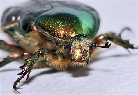 cetonia aurata alchetron the free social encyclopedia