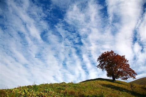 Tree On A Hill Stock Image Image Of Landscape Nature 7005277