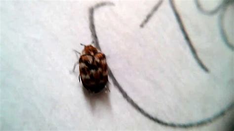 List Of Small Brown Bug With Black Spots 2022 Octopussgardencafe