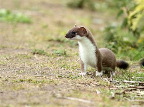 Stoat By Chris Downes Birdguides