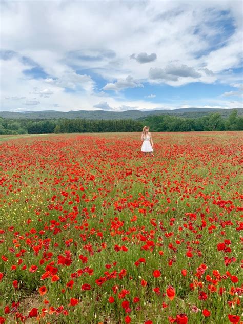 48 Hours In Provence France Discovering Poppy Fields Wine And Village