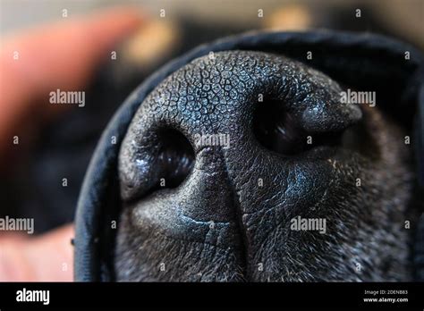 What Are The Slits In A Dogs Nose For