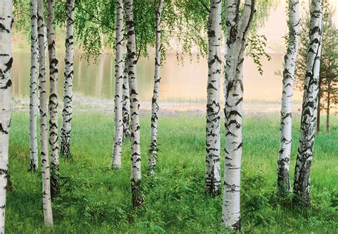 White Birch Trees Forest Wall Mural Wallpaper